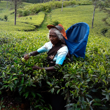 sběr čaje v Nuwara Eliya